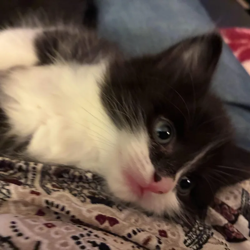 Fluffy Butt