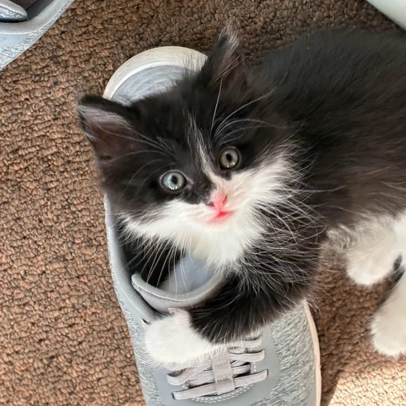 Fluffy Butt thumbnail 2