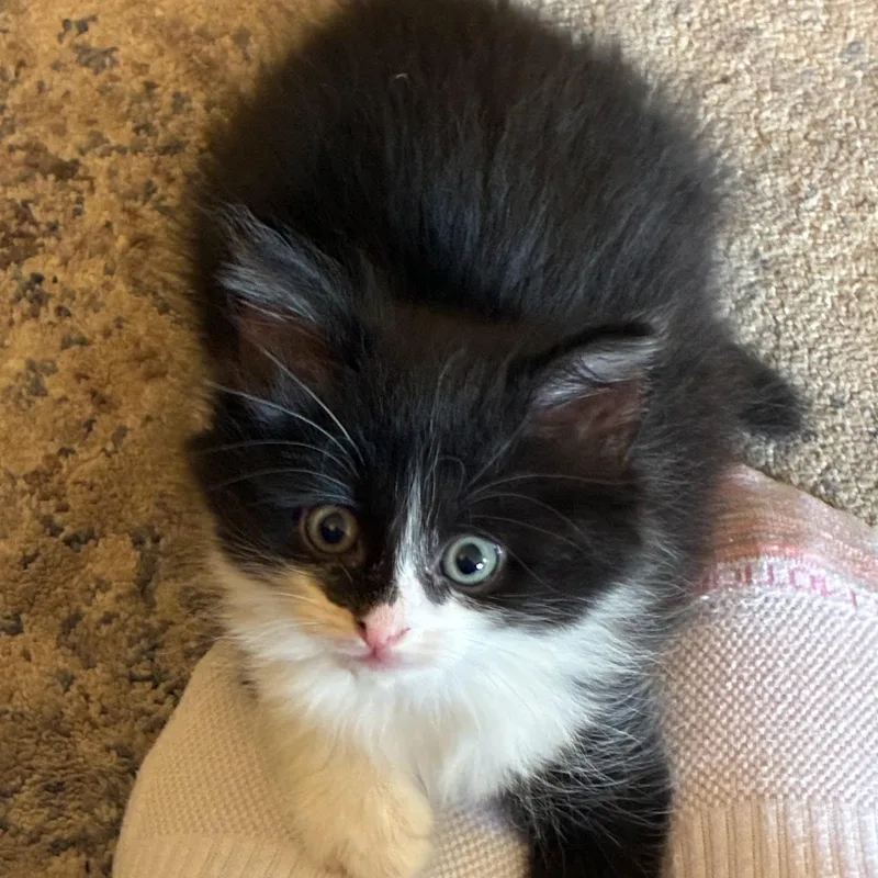 Fluffy Butt thumbnail 4