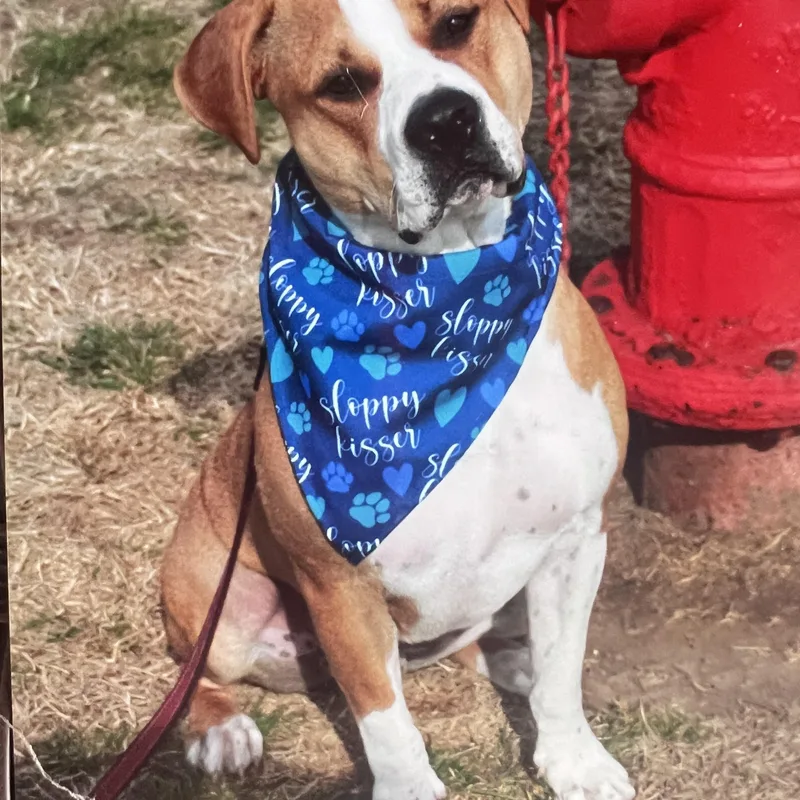 An adult medium-sized male Yellow / Tan / Blond / Fawn Staffordshire Bull Terrier dog named Haven for adoption in Hutchinson, KS