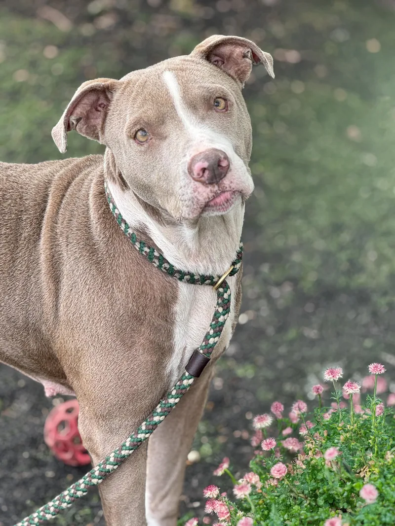 An adult medium-sized female Yellow / Tan / Blond / Fawn Pit Bull Terrier dog named Reese for adoption in Anderson, IN