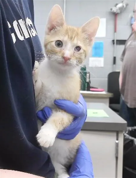A baby small-sized male Domestic Short Hair cat named Candle for adoption in Omaha, NE