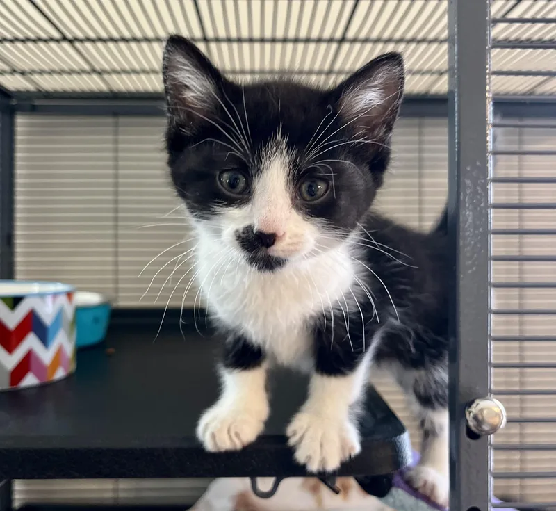 A baby medium-sized male Black & White / Tuxedo Domestic Short Hair cat named Ernest Hemingway for adoption in Seville, OH