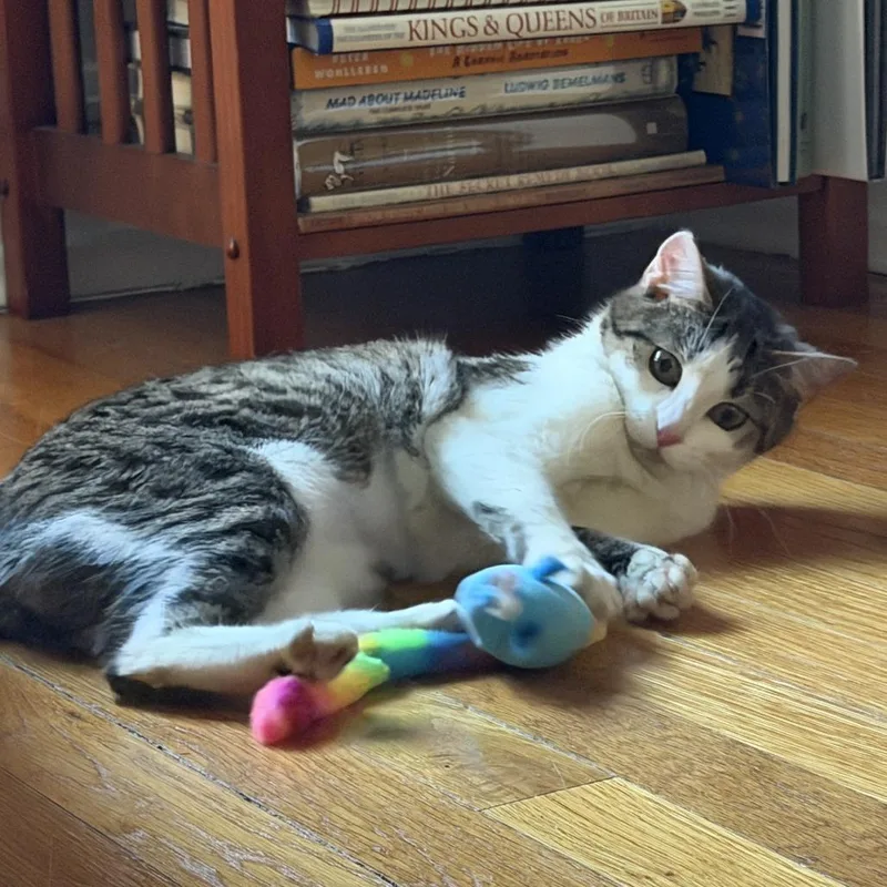 An adult small-sized female Tabby (Brown / Chocolate) Domestic Short Hair cat named Lullaby for adoption in Evanston, IL