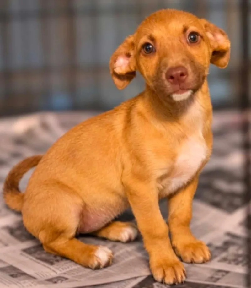A baby medium-sized female Hound dog named Shania Sue Netherland for adoption in El Dorado, AR