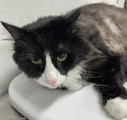 An adult medium-sized male Domestic Long Hair cat named Mr. Shelby for adoption in West Chester, PA