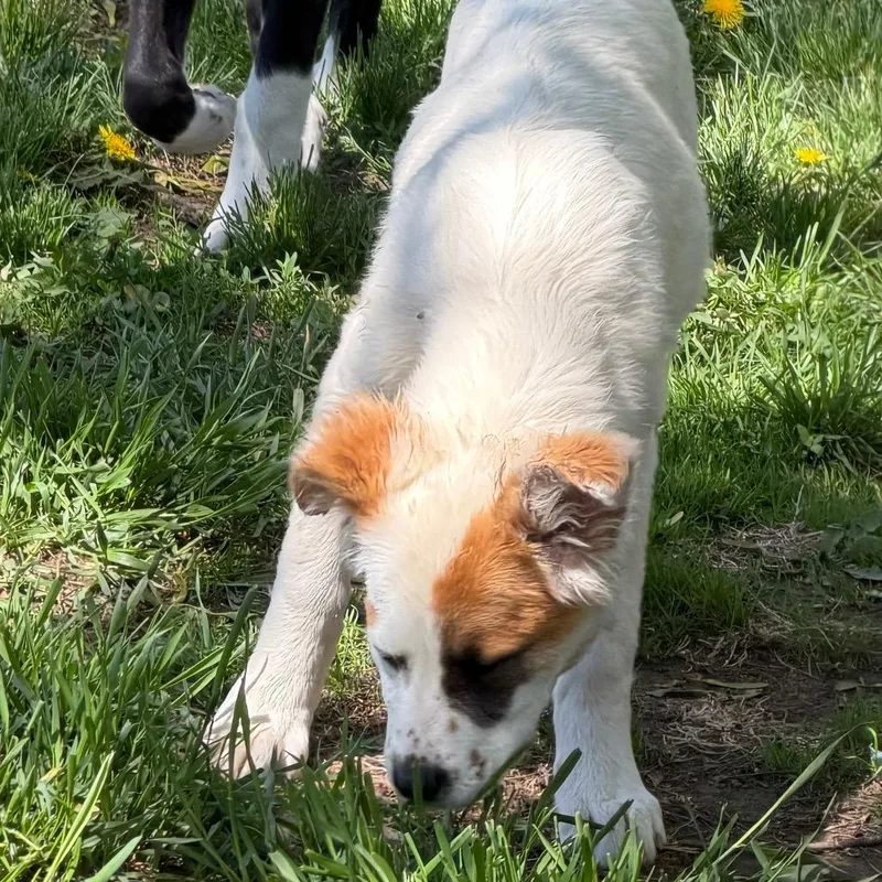 A baby small-sized female White / Cream Mixed Breed dog named Cable Car for adoption in Buffalo, MN