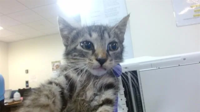 A baby small-sized female Domestic Short Hair cat named Sweet Pea for adoption in Miami, FL