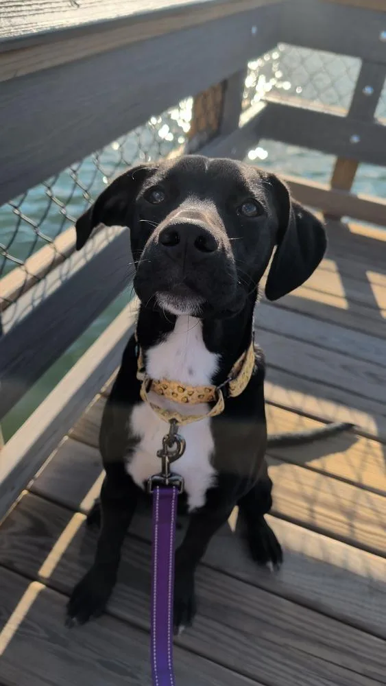 A young large-sized male Tricolor (Brown, Black, & White) Mixed Breed dog named Marco for adoption in Lansing, MI