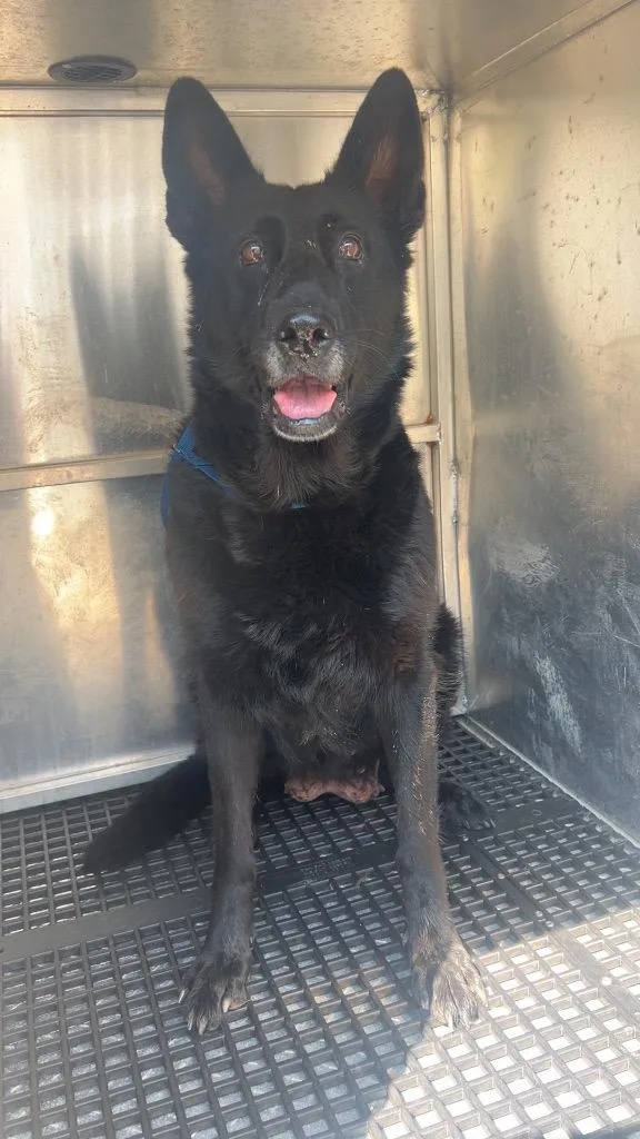 An adult medium-sized female German Shepherd Dog dog named Franca for adoption in Douglasville, GA