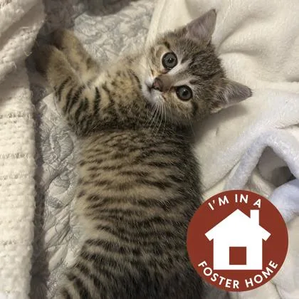 A baby small-sized female Domestic Short Hair cat named Lapis for adoption in Janesville, WI