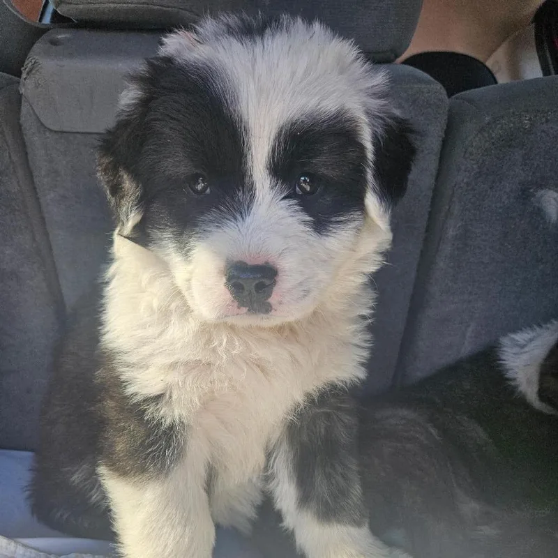 A baby small-sized female Black Mixed Breed dog named Puppy for adoption in Ferndale, WA