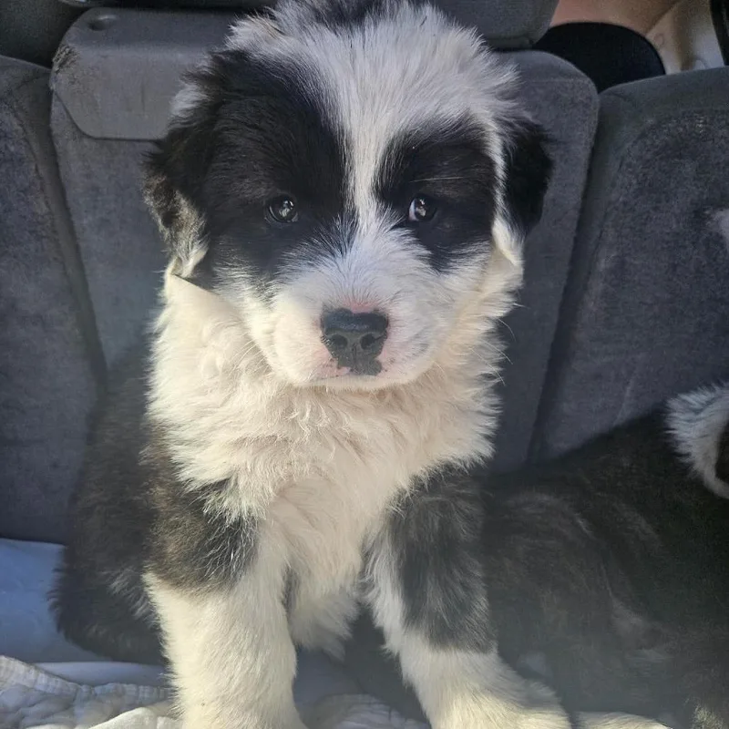 Puppy thumbnail 2