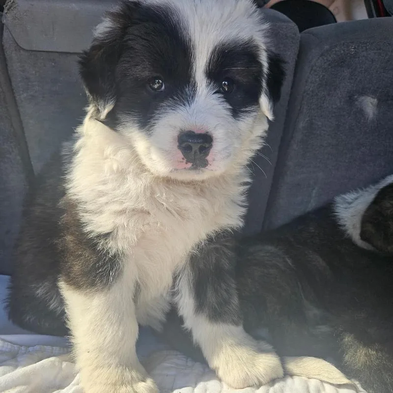 Puppy thumbnail 3