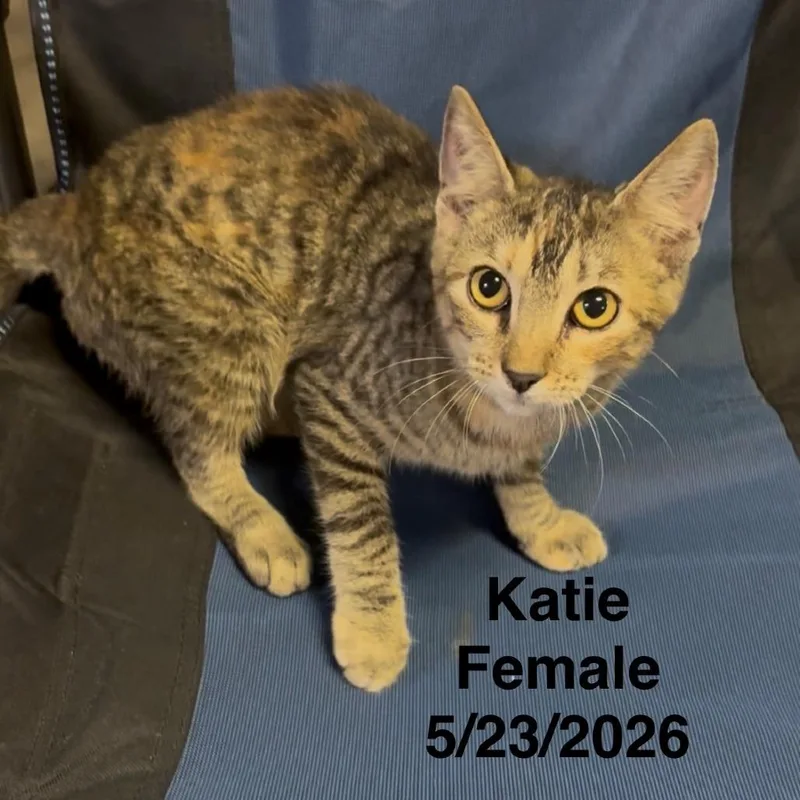A baby small-sized female Domestic Short Hair cat named Katie for adoption in League City, TX