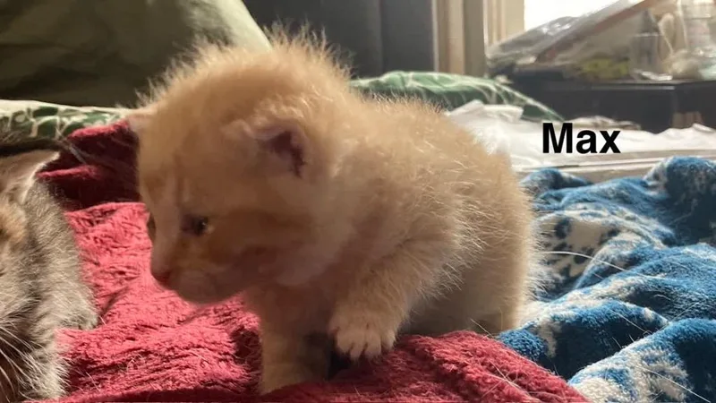 A baby medium-sized male Domestic Short Hair cat named Max for adoption in Johnson City, TN