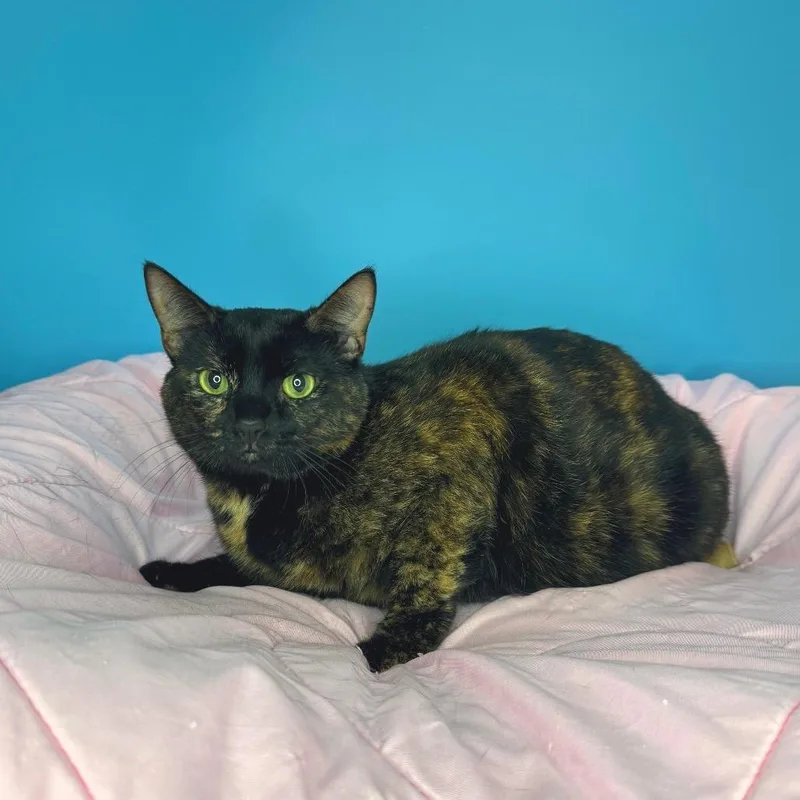 An adult large-sized female Tortoiseshell Domestic Short Hair cat named Emmy for adoption in San Antonio, TX