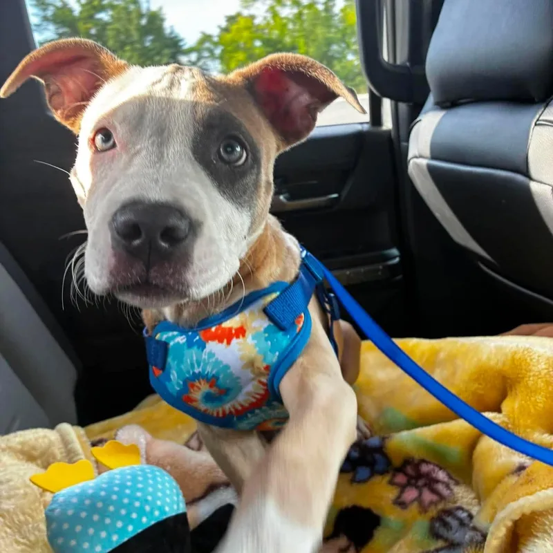 A baby medium-sized male Brown / Chocolate Pit Bull Terrier dog named Benton for adoption in Brentwood, TN