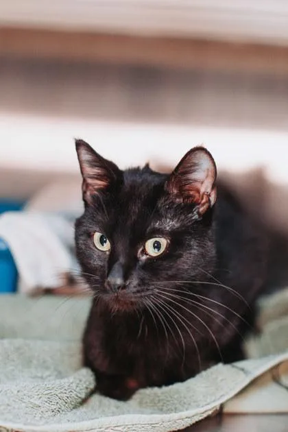An adult small-sized male Domestic Short Hair cat named A Alfalfa Petsmart West for adoption in North Charleston, SC