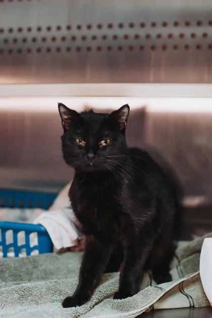 A Alfalfa Petsmart West thumbnail 2