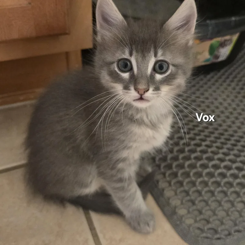 Vox thumbnail 4