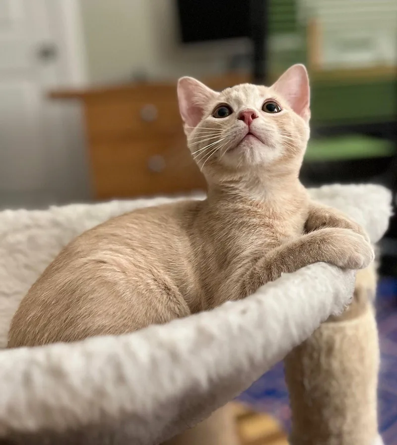 A baby small-sized male American Shorthair cat named Joon & Noon for adoption in Walnut Creek, CA