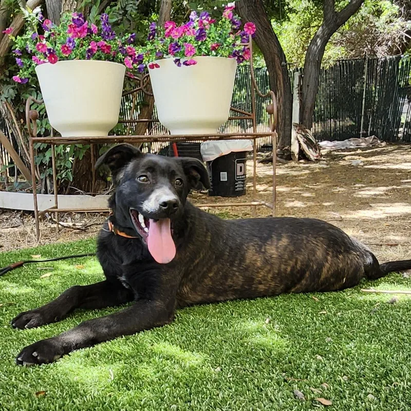 A baby medium-sized female Black Dutch Shepherd dog named Primrose for adoption in Burbank, CA