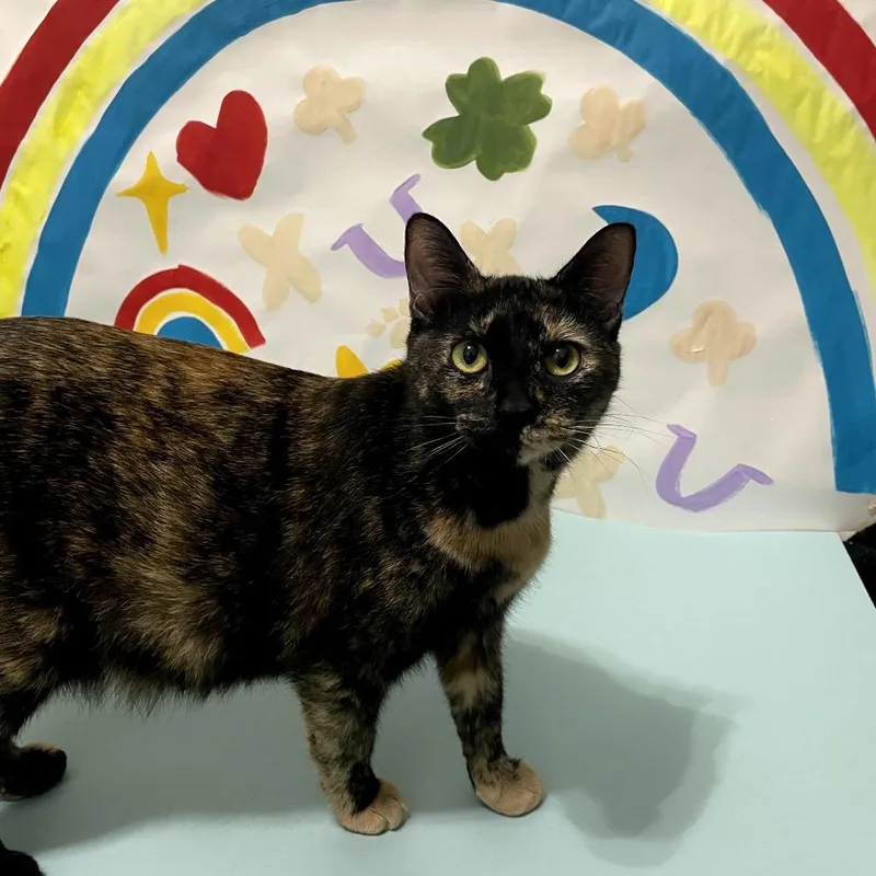 An adult small-sized female Tortoiseshell Domestic Short Hair cat named Rainbow Dash for adoption in Lexington, KY