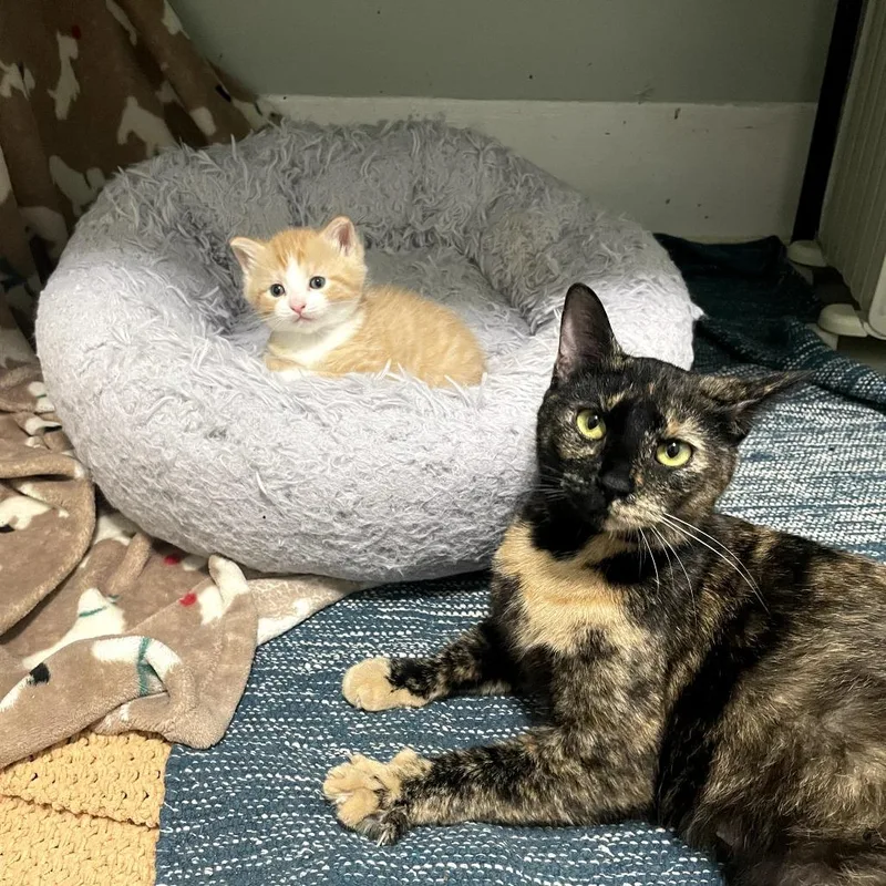 Rainbow Dash thumbnail 3