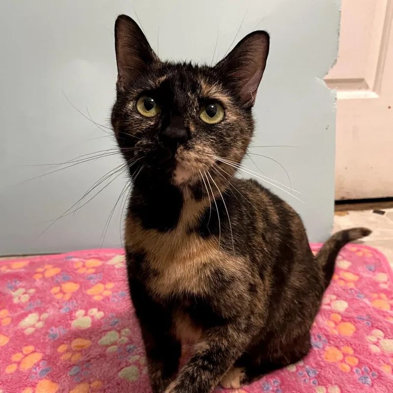 Rainbow Dash thumbnail 4