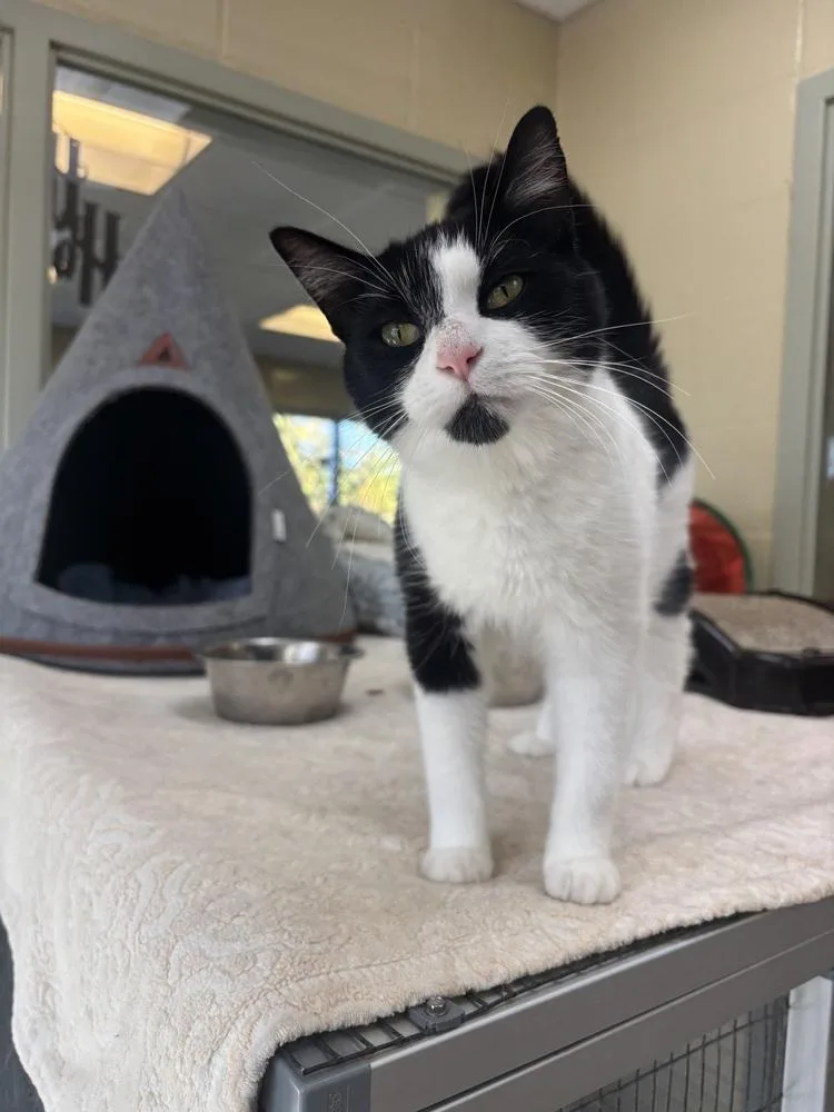 An adult medium-sized female Black & White / Tuxedo Domestic Short Hair cat named Hyper for adoption in Kalamazoo, MI