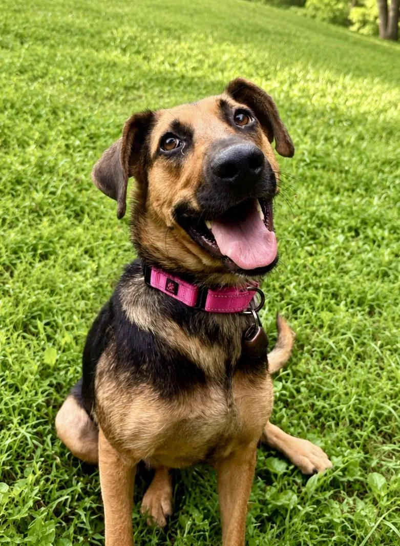 A young medium-sized female Tricolor (Brown, Black, & White) German Shepherd Dog dog named Sweetie for adoption in POTOMAC, MD