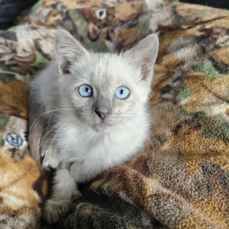 Bella