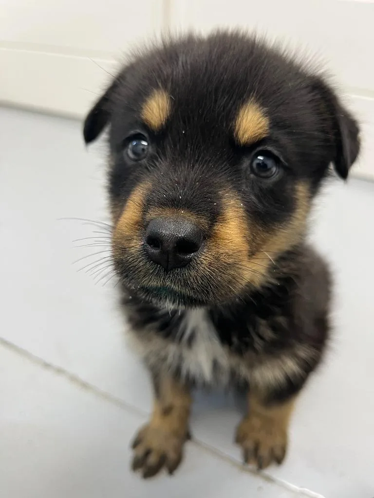 A baby medium-sized male Rottweiler dog named Messi for adoption in McFarland, CA