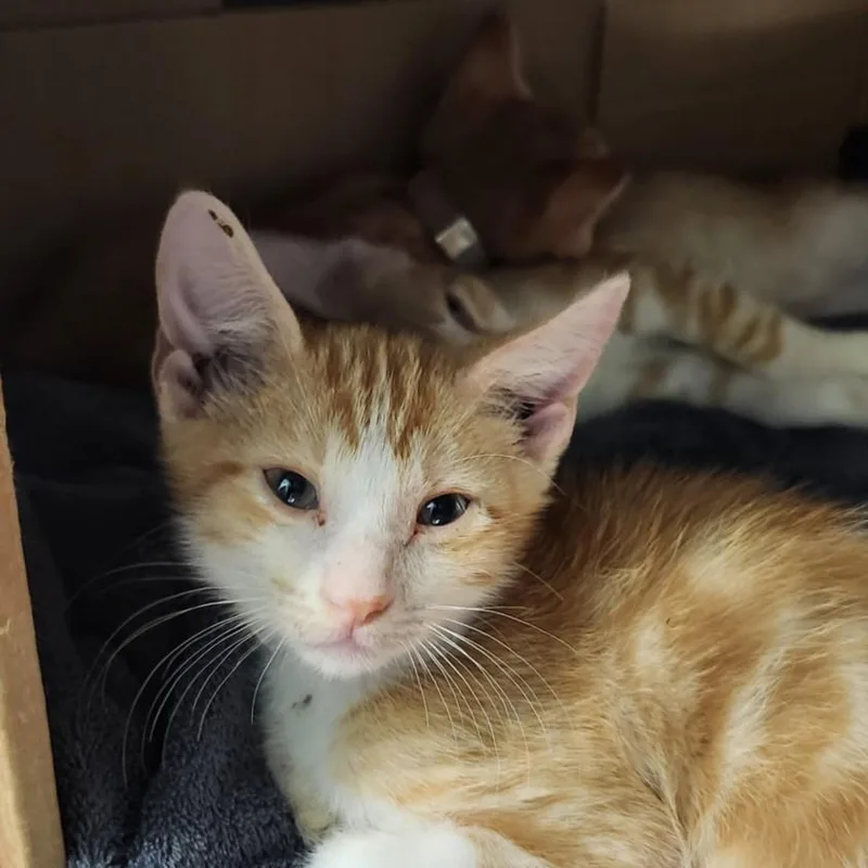 A baby small-sized male Domestic Short Hair cat named Orbit for adoption in Houston, TX