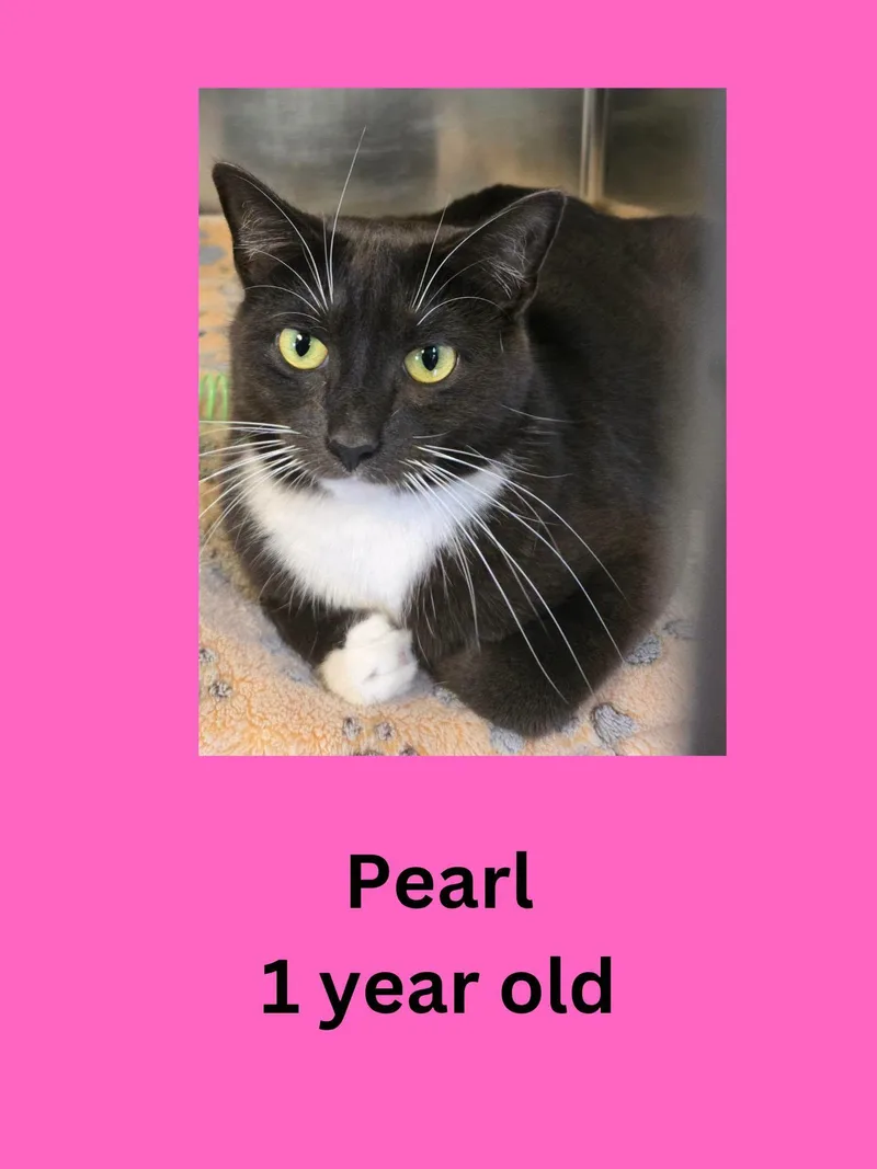 An adult medium-sized female Black & White / Tuxedo Domestic Short Hair cat named Pearl for adoption in Ravenna, OH