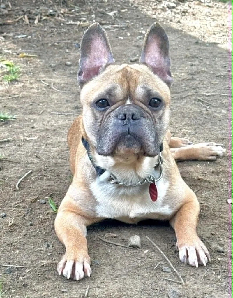 Fritz
