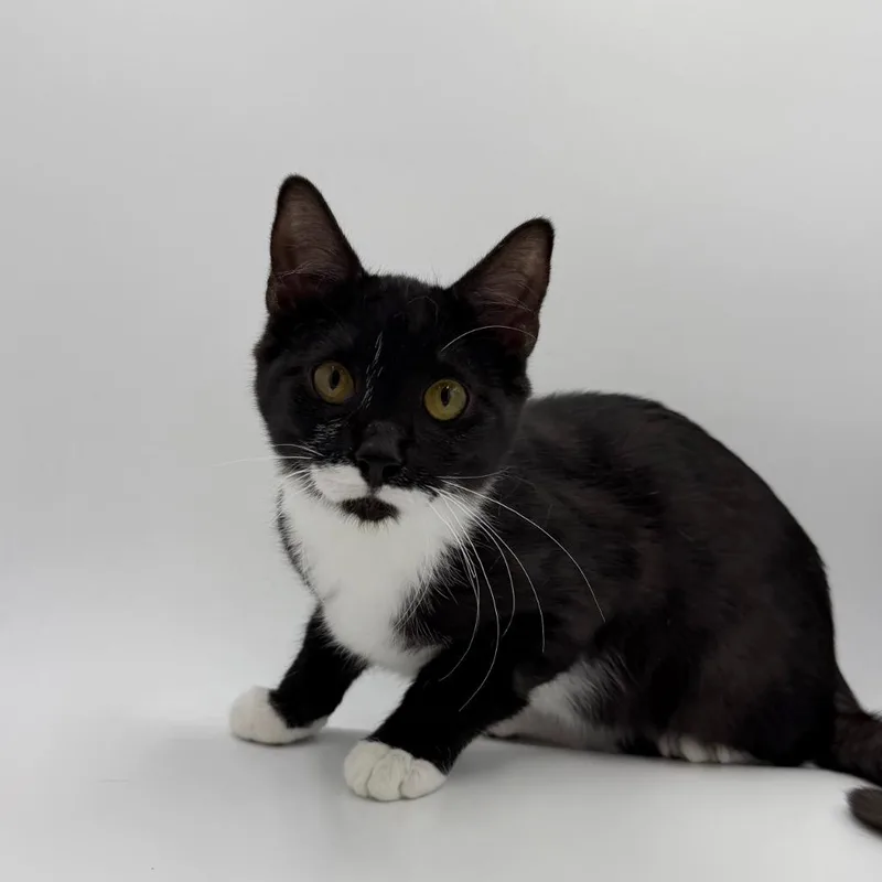 A baby medium-sized male Domestic Short Hair cat named Dorian for adoption in State College, PA
