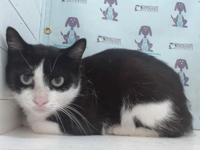 A young small-sized female Domestic Short Hair cat named Hollander for adoption in Orlando, FL