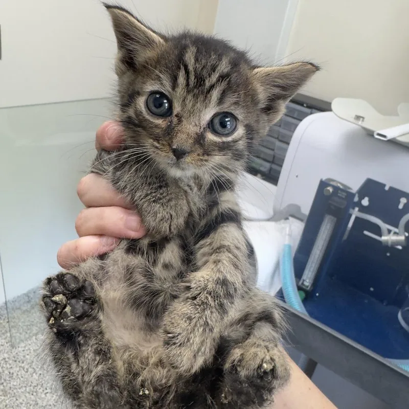 A baby small-sized male Brown / Chocolate Domestic Short Hair cat named Miney for adoption in Red House, WV