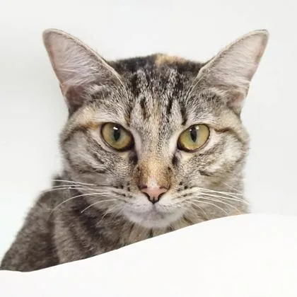 An adult small-sized female Domestic Short Hair cat named Cinnamon for adoption in Largo, FL