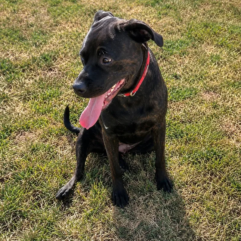 A young large-sized female Brindle Chocolate Labrador Retriever dog named Bonnie for adoption in Hillsborough, NJ