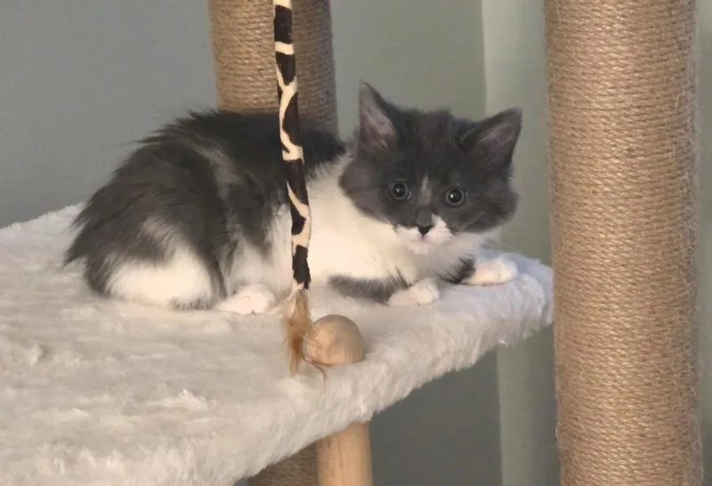 A baby medium-sized female Gray & White Domestic Medium Hair cat named Bellina for adoption in Walled Lake, MI