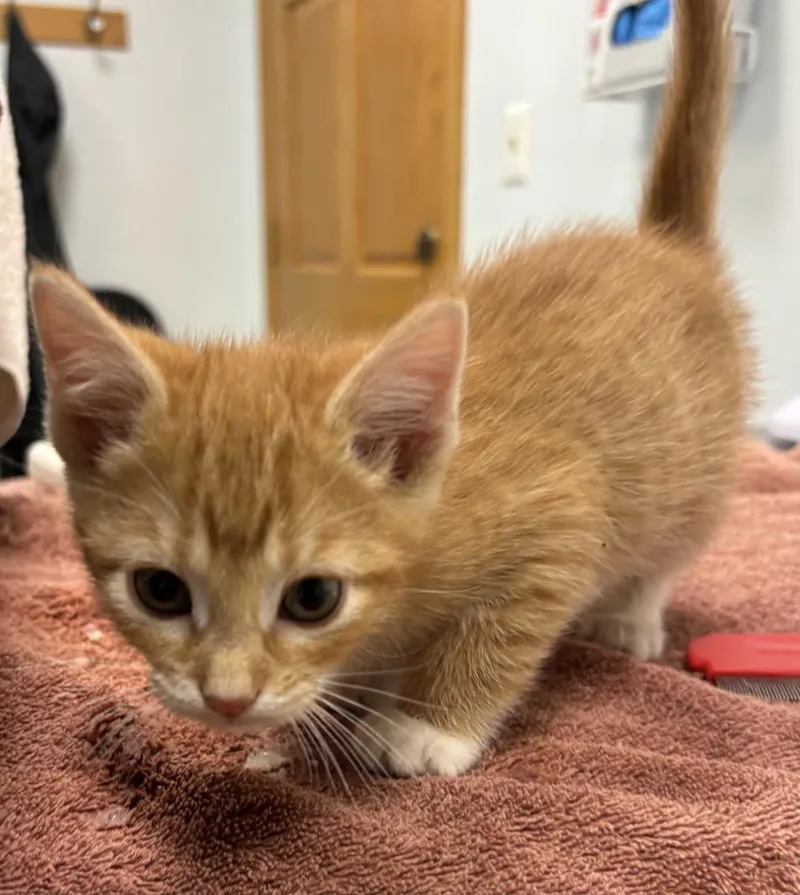 A baby small-sized male Domestic Short Hair cat named Garlic for adoption in Saint Paul, MN