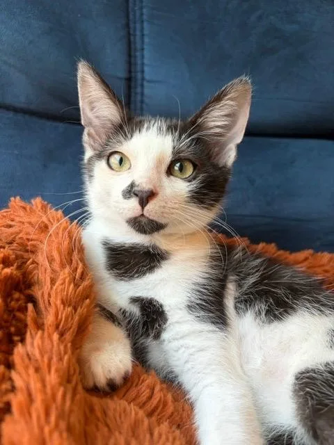 A baby medium-sized male Domestic Short Hair cat named Cow for adoption in San Antonio, TX