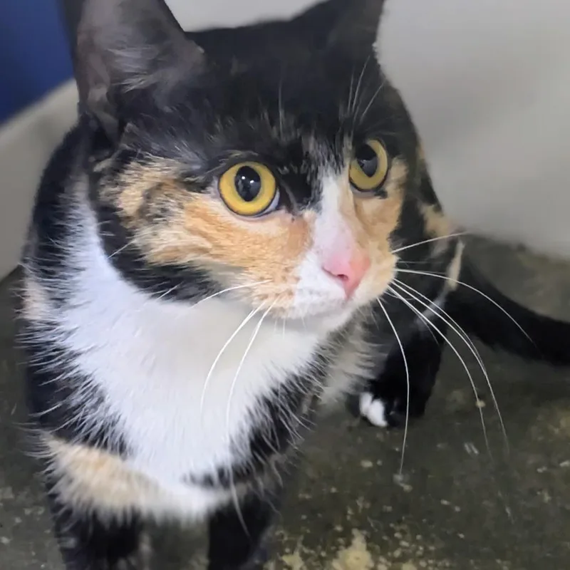 Strawberry thumbnail 2