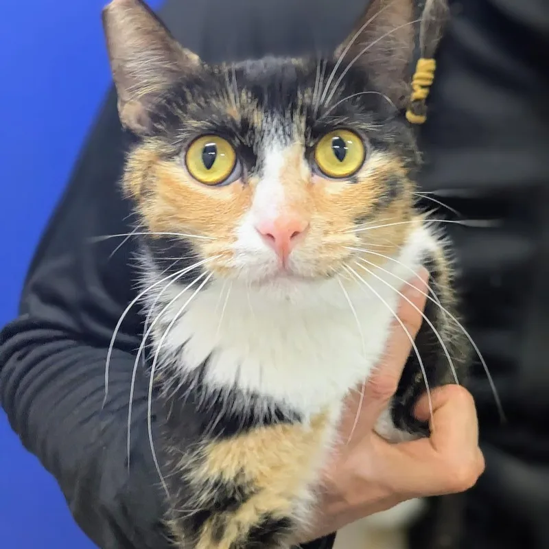 Strawberry thumbnail 3