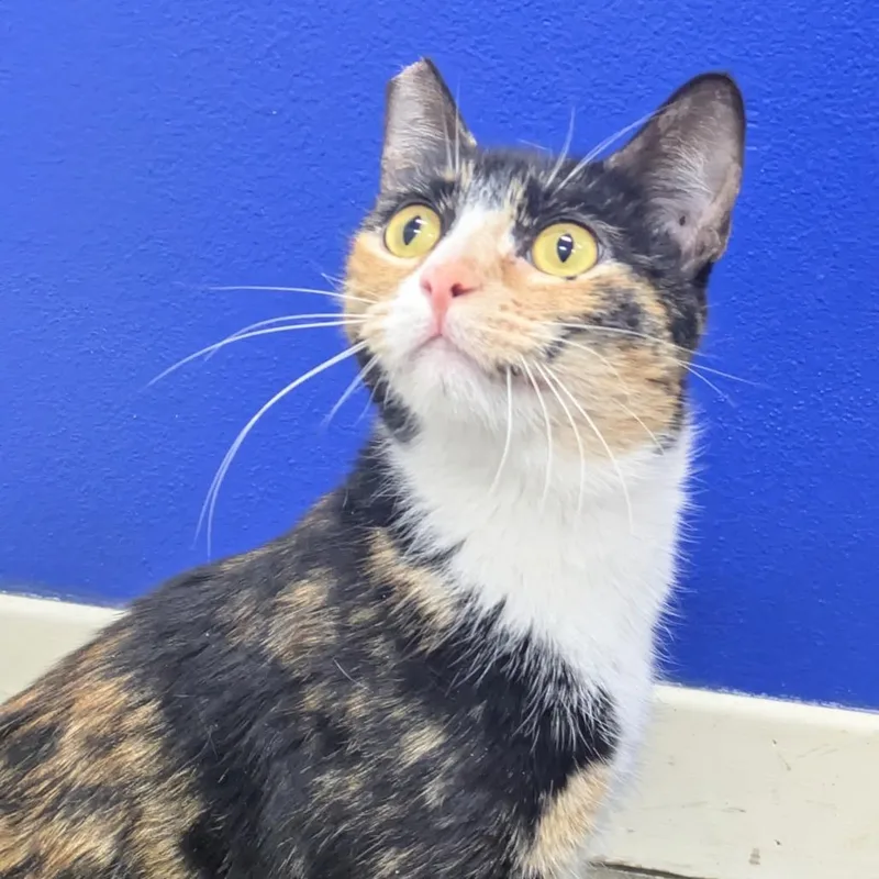 Strawberry thumbnail 4