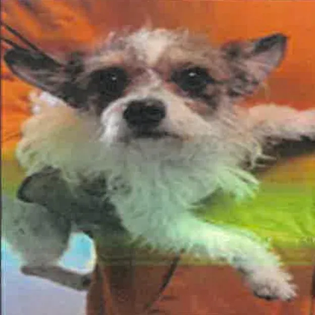 An adult small-sized female White / Cream Jack Russell Terrier dog named Maya A for adoption in Mission Hills, CA