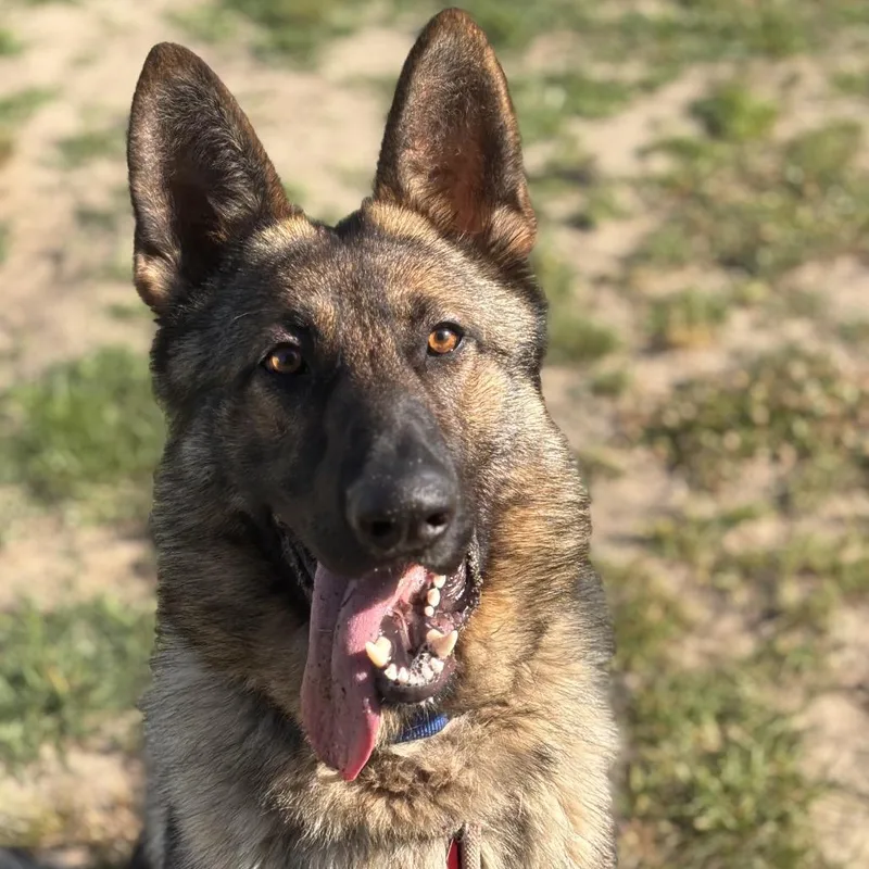 An adult large-sized male Sable German Shepherd Dog dog named Barkley for adoption in New Ringgold, PA